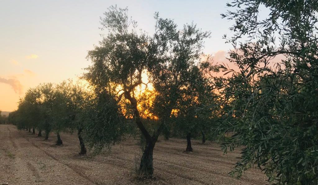 I mandorleti del nostro Territorio